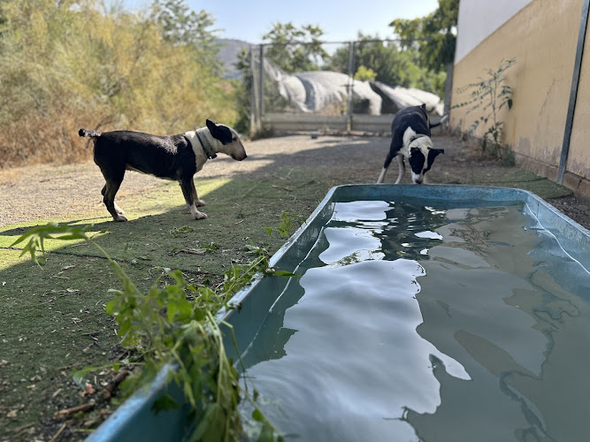Negocio Dogisticat Residencia Canina-Felina
