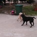 Dogland – Guardería Canina en Ciudad Real