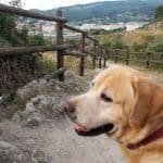 Dogpal Adiestramiento Canino – Guardería Canina en Castro-Urdiales