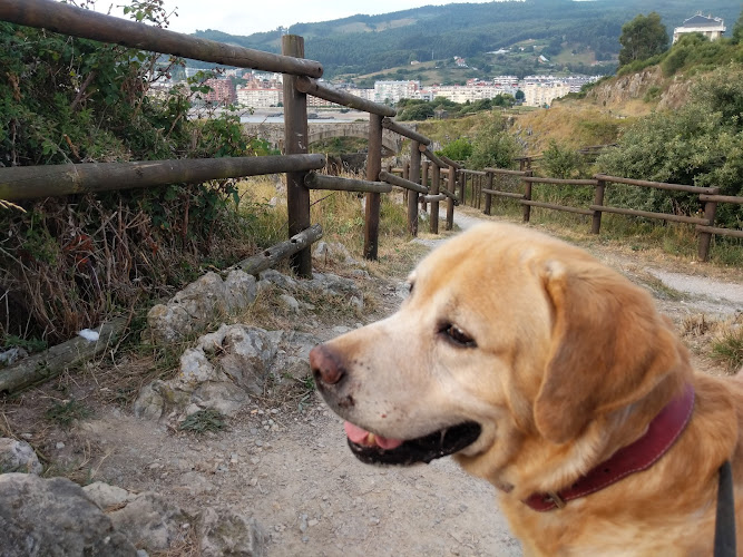 Negocio Dogpal Adiestramiento Canino