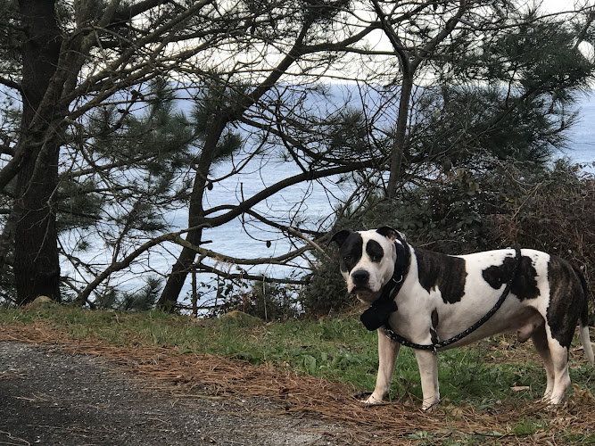 Negocio Dogsecret