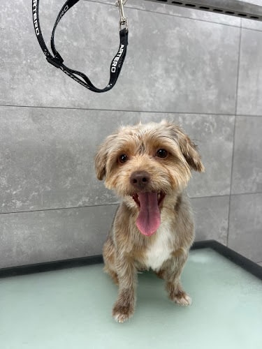 Negocio Dogsoul Peluquería Y Guardería Canina
