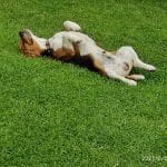 Dogstar Resort Canino – Guardería Canina en Reocín