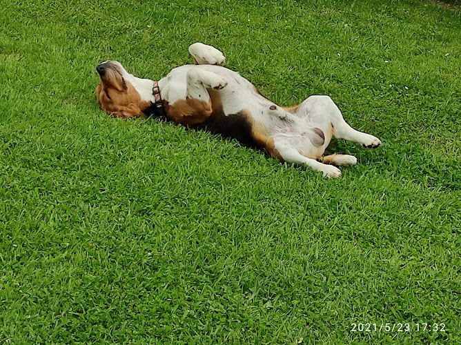 Dogstar Resort Canino
