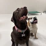 Dogterra – Guardería Canina en Madrid