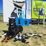 Dogvall – Guardería Canina en Laguna de Duero