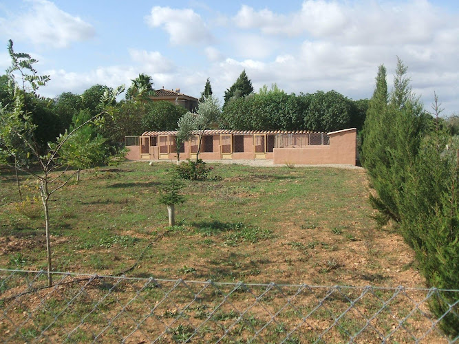 Negocio Domus Cani