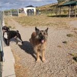 Dormidog Centro Canino – Guardería Canina en Villamediana de Iregua