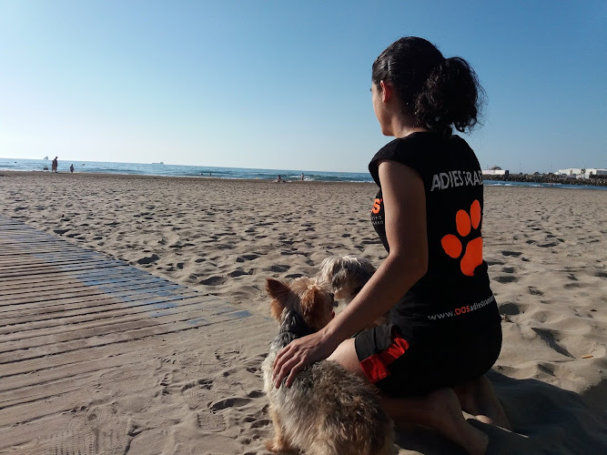 Dos Adiestramiento Canino En Madrid