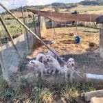 Durrumakan – Guardería Canina en San Román de Campezo