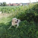 Educación Canina A Domicilio – Guardería Canina en Ourense
