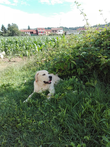 Educación Canina A Domicilio