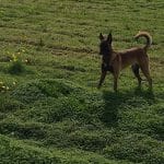 Educación Canina Akan – Guardería Canina en Hondarribia