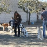 Educación Canina The Angels – Guardería Canina en Yuncler