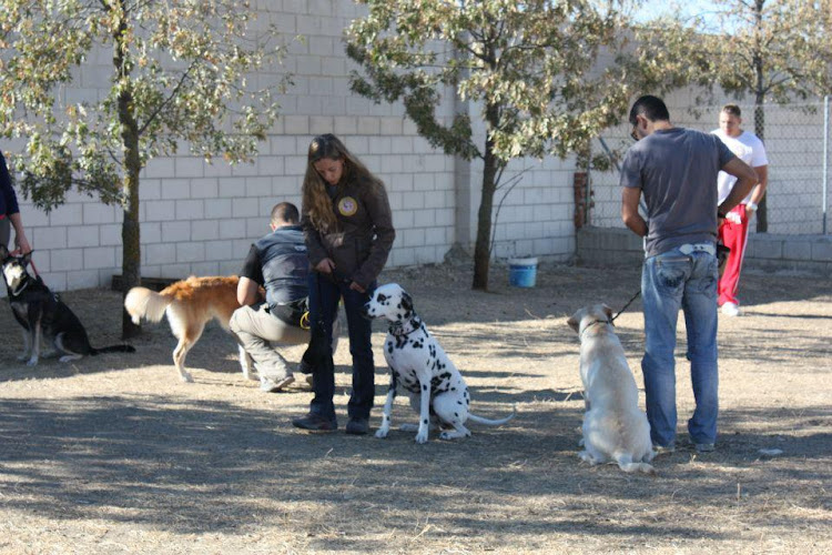 Negocio Educación Canina The Angels