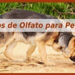 Educador Canino En Barcelona Educagos – Guardería Canina en Barcelona