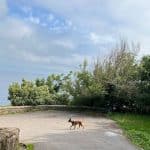 Eibarcan – Guardería Canina en Donostia