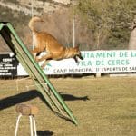 El Adiestrador De Perros Barcelona – Guardería Canina en Sarrià-Sant Gervasi