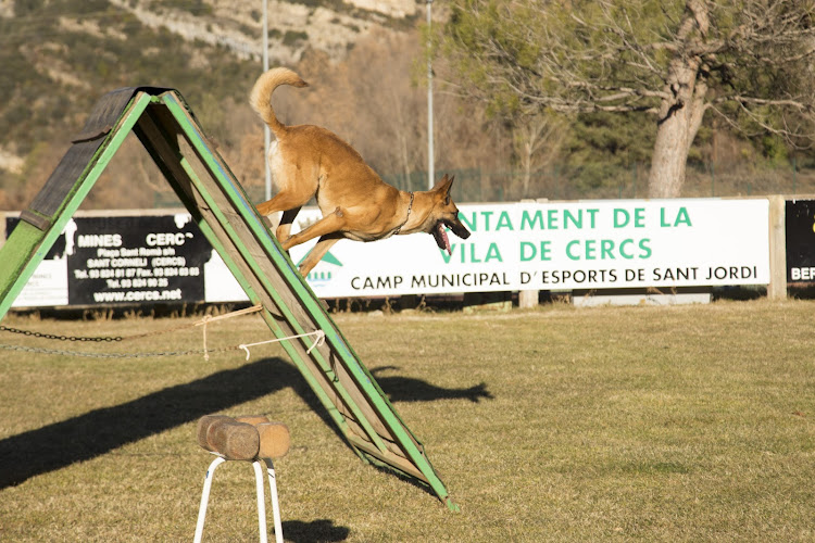 Negocio El Adiestrador De Perros Barcelona