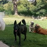 El Arca De Afry – Guardería Canina en Gijón