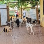 El Arca De Tia Vivi – Guardería Canina en Palma