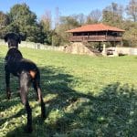 El Carbayón, Residencia Canina – Guardería Canina en Pedruño