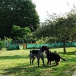 El Lugar Del Perro – Guardería Canina en Castropol