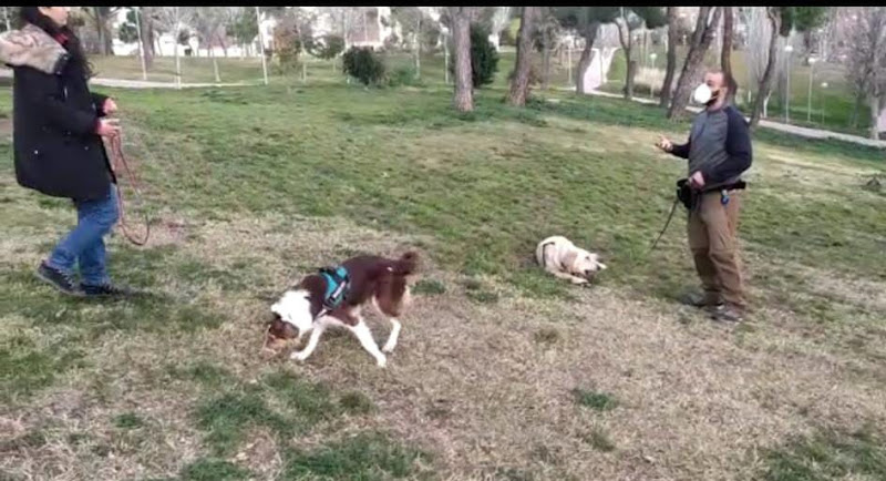 Negocio El Perro Escuchado