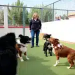 El Pontón – Guardería Canina en Palazuelos de Eresma