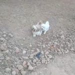 El Refugio De Zarcan, Guarderia Canina Pinseque – Guardería Canina en Pinseque