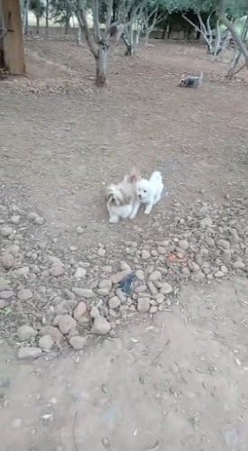 Negocio El Refugio De Zarcan, Guarderia Canina Pinseque