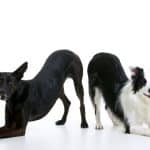 El Vínculo – Guardería Canina en Tetuán