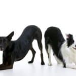 El Vínculo – Guardería Canina en Tetuán