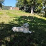 Entender A Mi Perro – Guardería Canina en Azpeitia