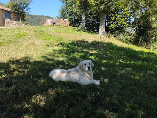 Entender A Mi Perro