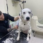 Entre Lobos – Guardería Canina en Arganzuela