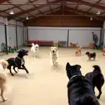 Entreamigos – Guardería Canina en Arcediano