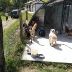 Erreka Hotel Canino Y Felino – Guardería Canina en Villabona