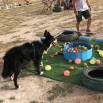 Escuela Canina Navarra (Esccan) – Guardería Canina en Unzué