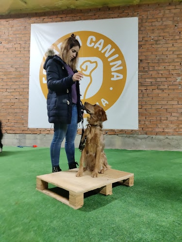 Negocio Escuela Canina Palencia