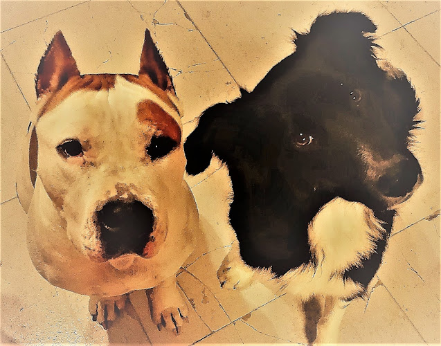Negocio Escuela Canina Perros Terapéuticos Perro School