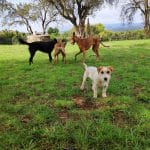 Esencia Canina – Guardería Canina en L'Ametlla del Vallès