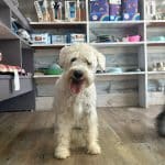 Estilismo Canino Raquel Ors – Guardería Canina en Alicante