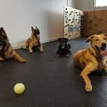 Etolcanin – Guardería Canina en Donostia