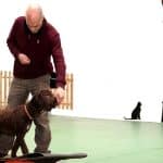 Eurekan! Etologo Felino Y Canino – Guardería Canina en Alaquàs