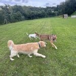 Eurocan – Guardería Canina en Barakaldo