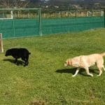 Faitebo Residencia Canina – Guardería Canina en Baceiro