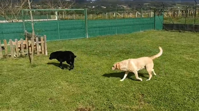 Negocio Faitebo Residencia Canina