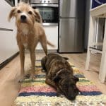 Fidos Playground – Guardería Canina en Ciutat Vella