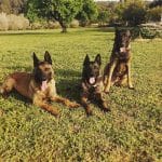 Furacan – Guardería Canina en El Catllar